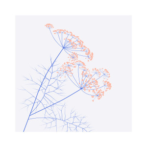 Mini Art Print Botanical | Fennel