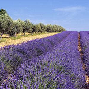 Săpun natural flori de lavandă 