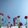 Borlind lip oil midnight dahlia